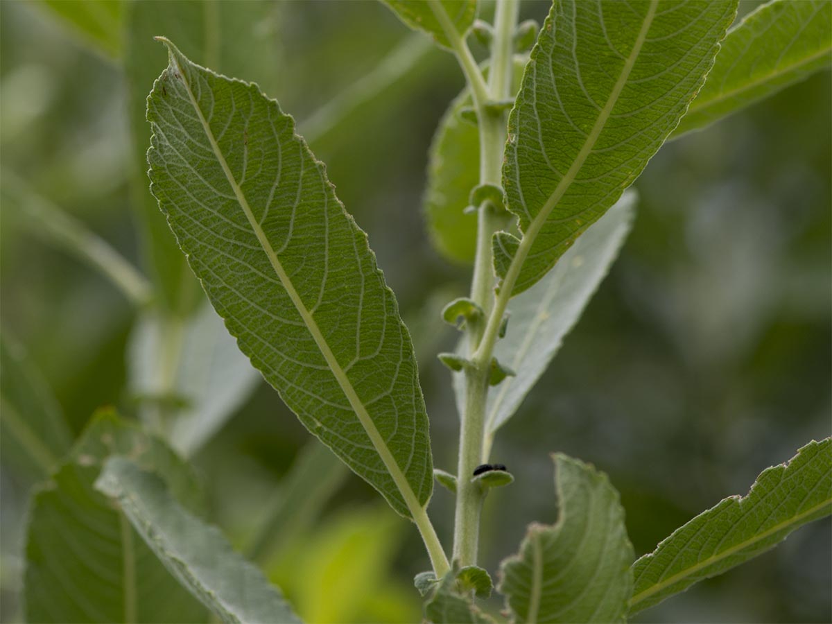 Salix cinerea